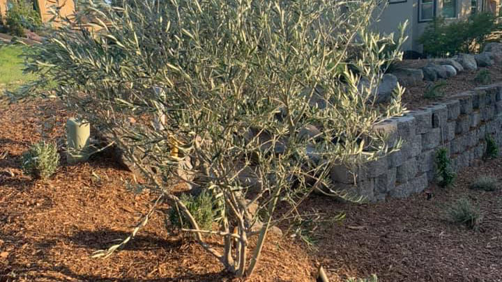 Wilsoni Europa Olive Tree
